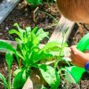 Un bambino innaffia una pianta verde in un giardino.