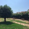 Un parco con un grande albero, panche da picnic e cespugli fioriti.