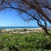 Vista del mare attraverso alberi e vegetazione.