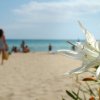 Un fiore bianco in primo piano con una spiaggia affollata sullo sfondo.